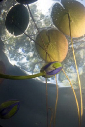 Shooting aquatic plant life from below.  2 feet of water ... by Cal Mero 